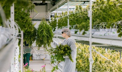 Banner - From seed to harvest: The intricate art and science of cannabis cultivation
